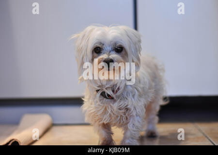 Portrait von niedlichen weißen Malteser Hund Stockfoto