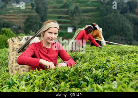 Die Touristen aus Europa versucht, ihre Befugnisse auf einer Teeplantage auf Sri Lanka Stockfoto