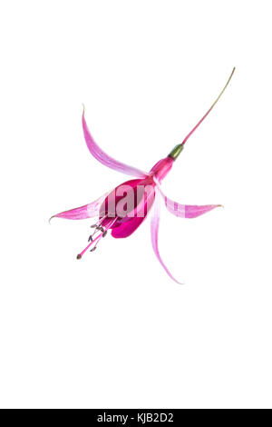 Nahaufnahme von einer einzigen Blume von Fuchsia Cascade vor einem weißen Hintergrund Stockfoto