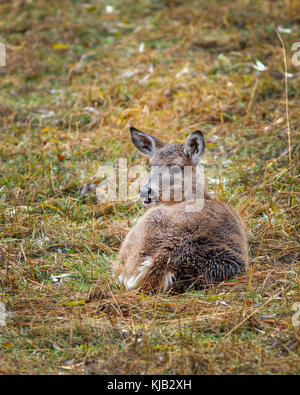 Eine Nahaufnahme von Rotwild zur Festlegung auf der Ostseite von Coeur d'Alene, Idaho. Stockfoto