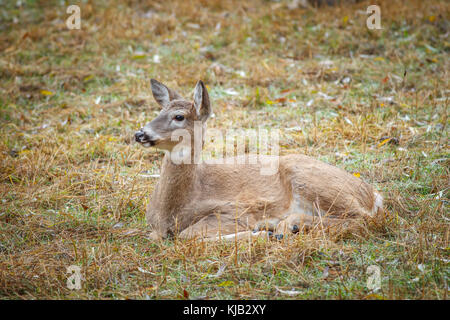 Eine Nahaufnahme von Rotwild zur Festlegung auf der Ostseite von Coeur d'Alene, Idaho. Stockfoto