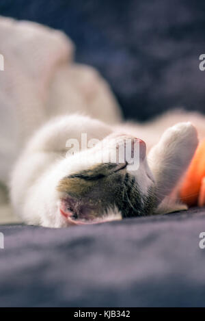 Vertikale Foto von wenigen Wochen altes Kätzchen mit weißem Pelz und tabby Flecken an Kopf. Katze schläft auf dunklen Decke mit weißen und orangen in backgroun Stockfoto
