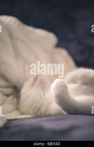 Vertikale Foto von wenigen Wochen altes Kätzchen mit weißem Pelz und tabby Flecken an Kopf. Katze schläft auf dunklen Decke mit weißen und orangen in backgroun Stockfoto