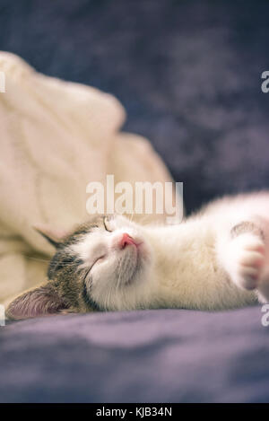 Vertikale Foto von wenigen Wochen altes Kätzchen mit weißem Pelz und tabby Flecken an Kopf. Katze auf dunkle Decke schlafen ist mit Licht aus einer im Hintergrund. t Stockfoto