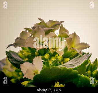 Platz Foto mit einzelnen kalanchoe Blume. Die Anlage hat grüne Blätter und mehrere leichte kleine Blüten mit cremiger Farbe. Blüten sind in der Gruppe auf. Stockfoto