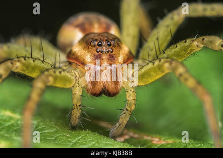 Raft Spinne (Dolomedes fimbriatus) tief unten in der Vegetation in Cappamurra Bog, Tipperary, Irland. Stockfoto