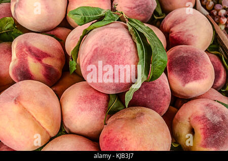 Herbst reif grosse orange-rot Pfirsiche mit Blättern im ländlichen Fair Stockfoto