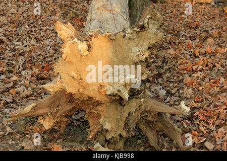 Gfp iowa Pikes Peak State Park gefällten Baumes Stockfoto