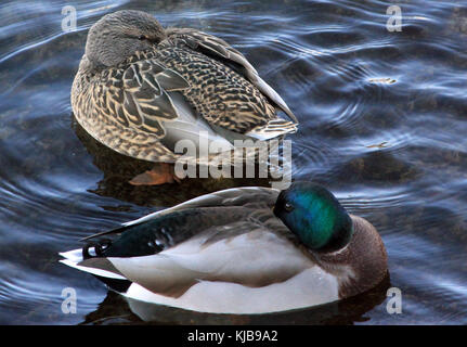 Gfp zwei stockenten Stockfoto