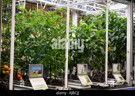 Paprika und Tomaten Pflanzen hydroponisch auf Coco Fibre in einem Gewächshaus am königlichen landwirtschaftlichen Winter Fair Toronto gewachsen Stockfoto