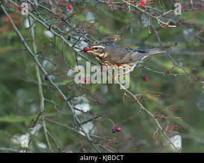 Rotdrossel Turdus musicus Fütterung auf Beeren in Hawthorn hedge Norfolk Stockfoto