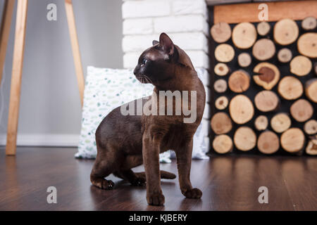 Katze Braun, Schokoladenbraun mit großen grünen Augen auf dem Holzboden auf dunklem Hintergrund weiße Wand und Kamin mit Holz im Innenbereich. Stockfoto