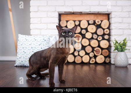 Katze Braun, Schokoladenbraun mit großen grünen Augen auf dem Holzboden auf dunklem Hintergrund weiße Wand und Kamin mit Holz im Innenbereich. Stockfoto