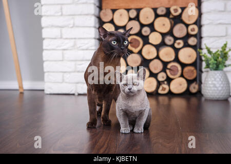 Zwei Katzen, Vater und Sohn Katze Braun, Schokolade braun und grau Kitten mit großen grünen Augen auf dem Holzboden auf dunklem Hintergrund weiße Mauer und fi Stockfoto