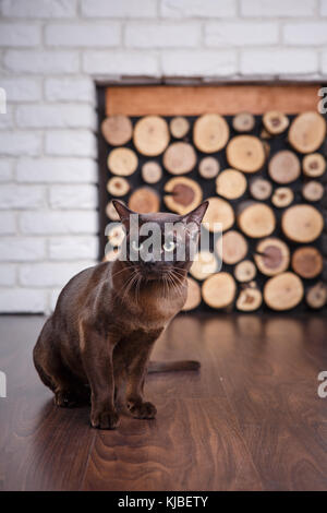 Katze Braun, Schokoladenbraun mit großen grünen Augen auf dem Holzboden auf dunklem Hintergrund weiße Wand und Kamin mit Holz im Innenbereich. Stockfoto