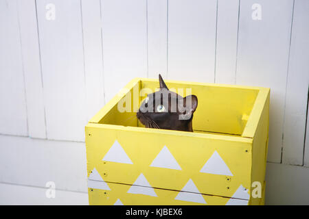 Schokolade braun European Burmese Cat peeking aus der gelben Box. weiße Holz- Hintergrund Stockfoto