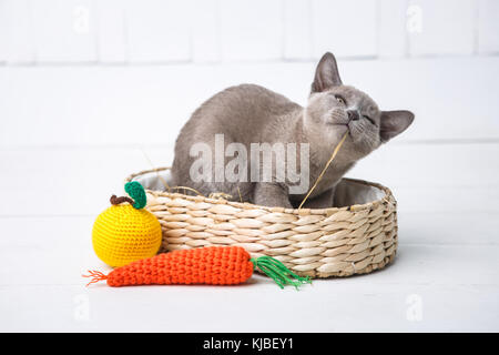 Kätzchen grau Rasse, der burmesischen in einem Weidenkorb sitzt. nächsten Spielzeug Gestricken in Form von Früchten. weiß Holz- Hintergrund. Stockfoto