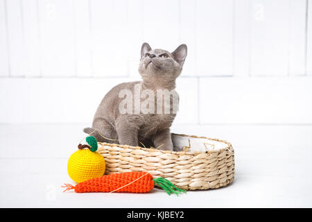 Kätzchen grau Rasse, der burmesischen in einem Weidenkorb sitzt. nächsten Spielzeug Gestricken in Form von Früchten. weiß Holz- Hintergrund. Stockfoto