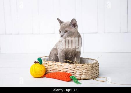 Kätzchen grau Rasse, der burmesischen in einem Weidenkorb sitzt. nächsten Spielzeug Gestricken in Form von Früchten. weiß Holz- Hintergrund. Stockfoto