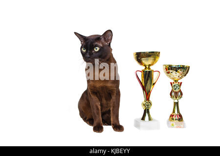 Katze Braun, Schokoladenbraun mit großen grünen Augen mit gewinnenden Cups, Trophäen auf auf einem weißen Hintergrund isoliert Stockfoto