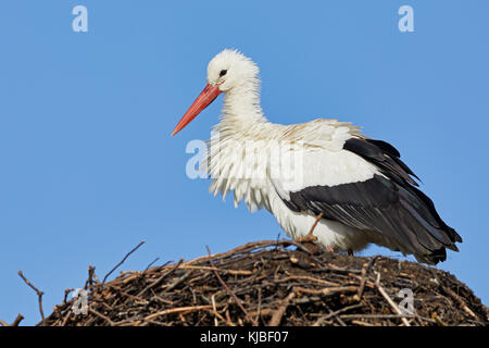 Ein Storch auf einem Nest gegen einen klaren blauen Himmel (Ciconia ciconia) Stockfoto