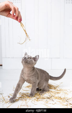 Verspielte Katze im Stroh auf weißem Holzboden springt, Jagden, steht auf seinen Hinterbeinen. Die europäische Burmesischen Stockfoto