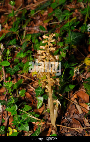 Vogelnest-Orchidee 'Neotttia nidus-avis' im Mai und Juni in ganz Großbritannien im Wald unter Buchenbäumen gefunden. Stockfoto