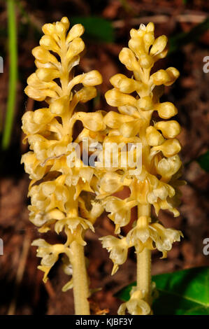 Vogelnest-Orchidee 'Neotttia nidus-avis' im Mai und Juni in ganz Großbritannien im Wald unter Buchenbäumen gefunden. Stockfoto