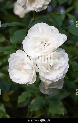 Rosa kletterrose "eisbergs" im Garten. Stockfoto