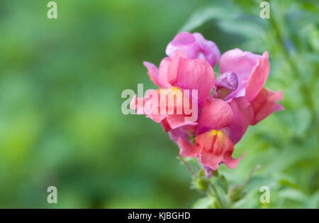 Antirrhinum majus. Rosa Snapdragon Blumen. Stockfoto