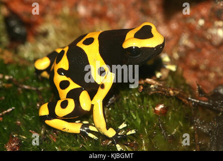 South American gelb gebändert oder gelb fuhren Pfeilgiftfrosch (Dendrobates Leucomelas), alias Bumblebee poison frog Stockfoto