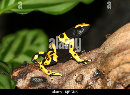 South American gelb gebändert oder gelb fuhren Pfeilgiftfrosch (Dendrobates Leucomelas), alias Bumblebee poison frog Stockfoto