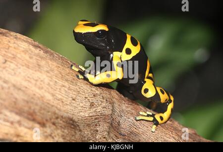 South American gelb gebändert oder gelb fuhren Pfeilgiftfrosch (Dendrobates Leucomelas), alias Bumblebee poison frog Stockfoto