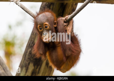 Bornesischen Orang-utan-Baby im Lowry Park Zoo in Tampa Florida Vereinigte Staaten von Amerika Stockfoto