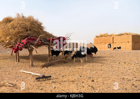 Eine Herde Ziegen, die Ruhe im Schatten einer handgefertigten Tierheim aus trockenen Zweigen und eine Decke in der Sahara, Marokko, Afrika Stockfoto