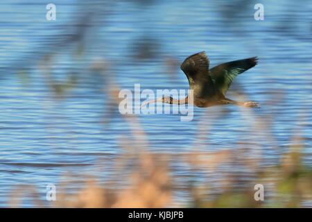 Glossy Ibis (Plegadis falcinellus) fliegen über den See in Spanien. Stockfoto