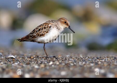 Little Stint - Calidris minuta stehen auf dem Strand Stockfoto