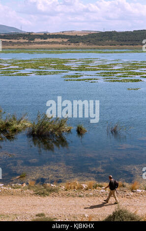 Der See von Paralimni in Zentralgriechenland, die südlichste Seerosenkolonie Europas. Stockfoto