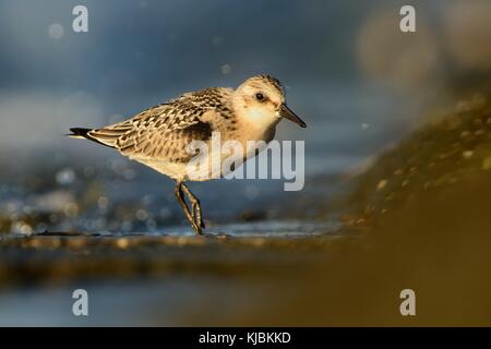 Sanderling Calidris Alba - zu Fuß im Wasser und Fütterung Stockfoto