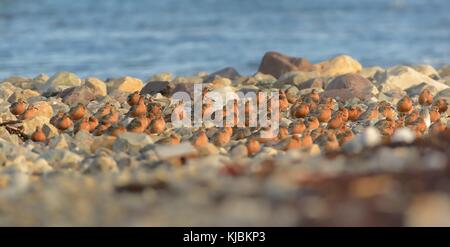 Die Herde der rote Knoten sitzen auf dem Bech im Norden von Norwegen. Stockfoto