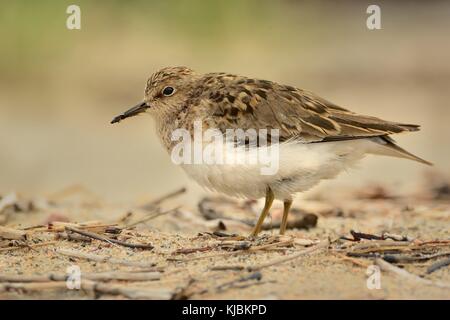 Temminck's Stint (Calidris temminckii) am Strand in Norwegen. Stockfoto