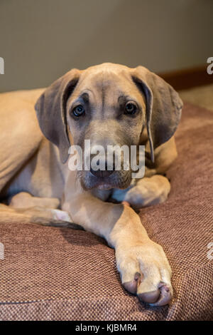 Deutsche Dogge Welpe 'Evie' auf Ihrem Bett in Issaquah, Washington, USA ruhen Stockfoto