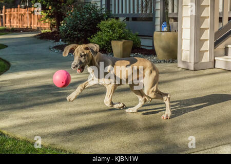 Deutsche Dogge Welpe 'Evie' spielt mit ihr Ball in Issaquah, Washington, USA Stockfoto