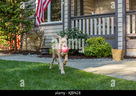 Deutsche Dogge Welpe 'Evie' spielt mit ihr Ball in ihren Hof in Issaquah, Washington, USA Stockfoto