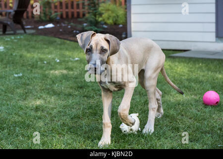 Deutsche Dogge Welpe 'Evie' Ball spielen in ihren Hof in Issaquah, Washington, USA Stockfoto