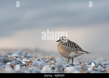 Eurasian Dotterel Charadrius morinellus jugendlicher Migranten am Strand von cley North Norfolk September Stockfoto