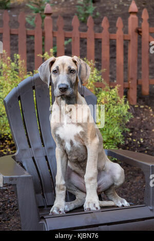 Deutsche Dogge Welpe 'Evie' auf Holz Stuhl in Issaquah, Washington, USA sitzen Stockfoto