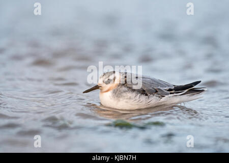 Grau (Rot) Phalarope Phalaropus fulicarius juvenile Häutung in den 1. winter Salthouse North Norfolk September Stockfoto