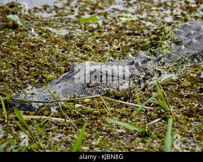 Alligator mississippiensis, À., Kopf, teilweise in Dreck begraben. Alachua County, Florida, USA. Stockfoto