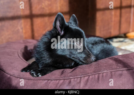 Schüchterner Schipperke Welpe 'Cash' ruht auf seinem Bett in Maple Valley, Washington, USA Stockfoto